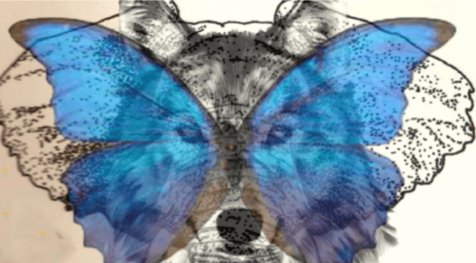 Test osebnosti: Žival, ki jo na sliki zagledate najprej, razkriva, kako zvesti ste v odnosih