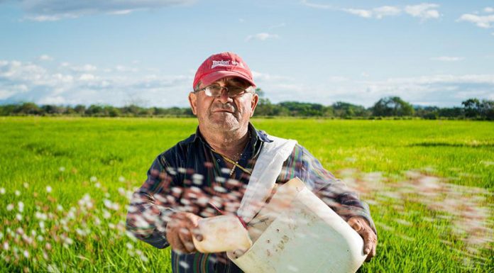 Ne veganstvo, temveč regenerativno kmetijstvo je rešitev za okolje in zdravje ljudi