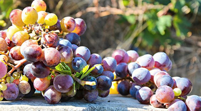 7 neverjetnih zdravilnih in pomlajevalnih učinkov resveratrola