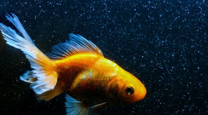 Nekaj zanimivosti o zlatih ribicah, ki vam bodo vzele dih