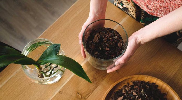 Kako presaditi orhidejo?