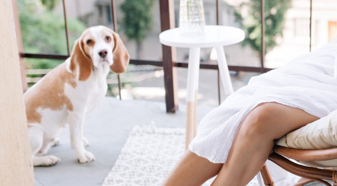 Nevarne napake, ki jih lastniki psov delajo v poletnih mesecih