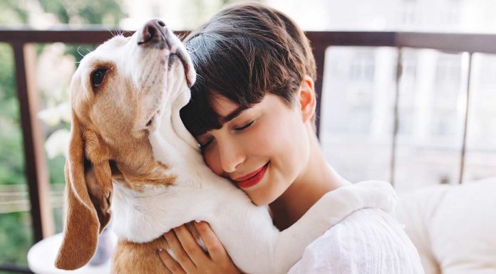 Kaj pomenijo sanje o psih?