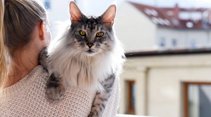 8. avgust je svetovni dan mačk: 7 osebnostnih in vedenjskih značilnosti mačk
