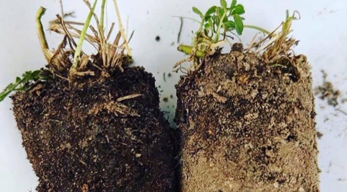 Zakaj zemlja potrebuje živinorejo?