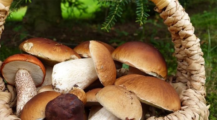 Kako pravilno nabiramo gobe? Da nas ne ulovi kak inšpektor