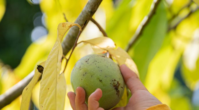 Poznate asimino in njene zdravilne lastnosti?