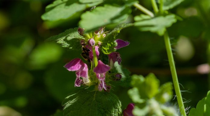 4 razlogi, zakaj morate nabrati škrlatnordečo mrtvo koprivo