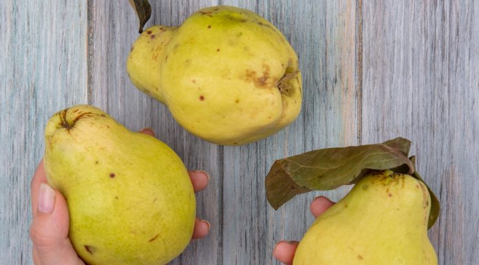 Kaj je kutina in kakšne so njene zdravilne lastnosti?