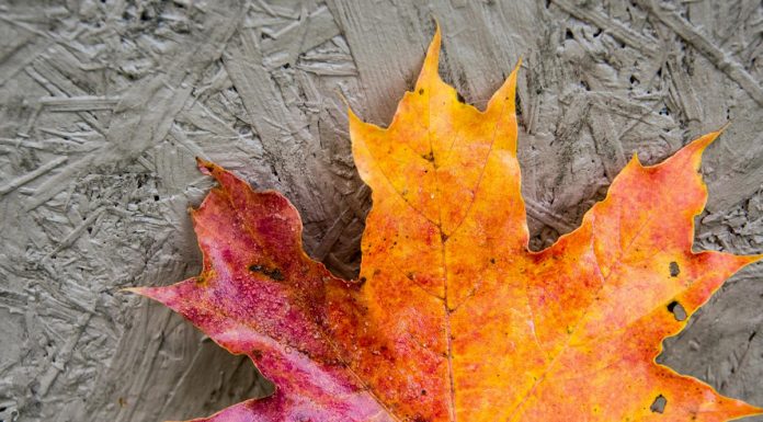 Osebnostne lastnosti ljudi, rojenih novembra, ki jih še ne veste