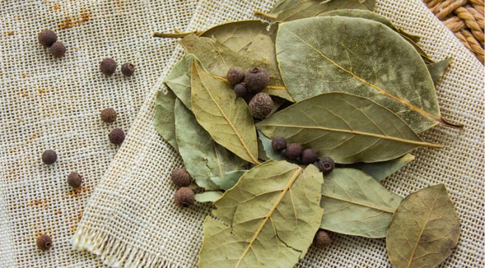 Neverjetne zdravilne lastnosti lovorjevih listov
