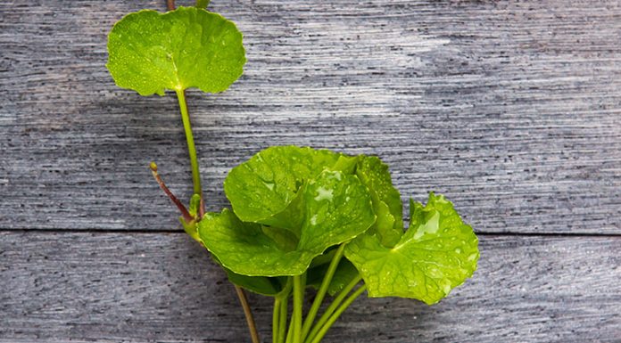 Ko boste prebrali vse koristi tega zelišča, ga boste želeli imeti