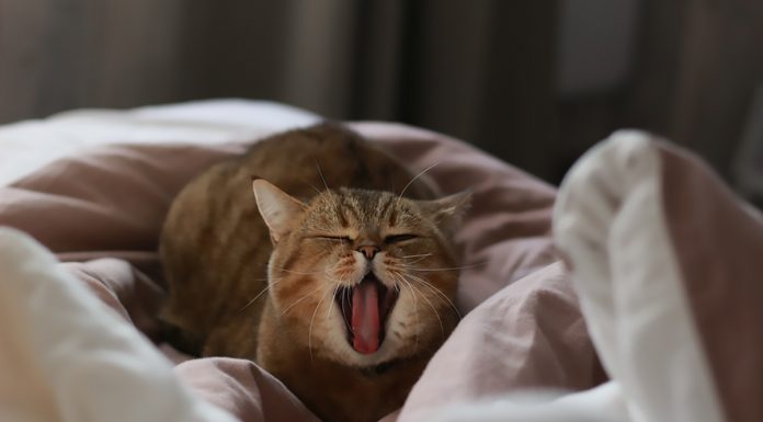 Mačke imajo čisto posebno, globlje poslanstvo