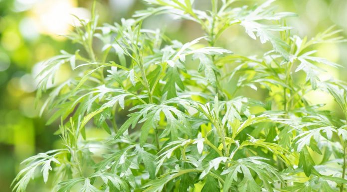 Zdravstvene koristi navadnega pelina