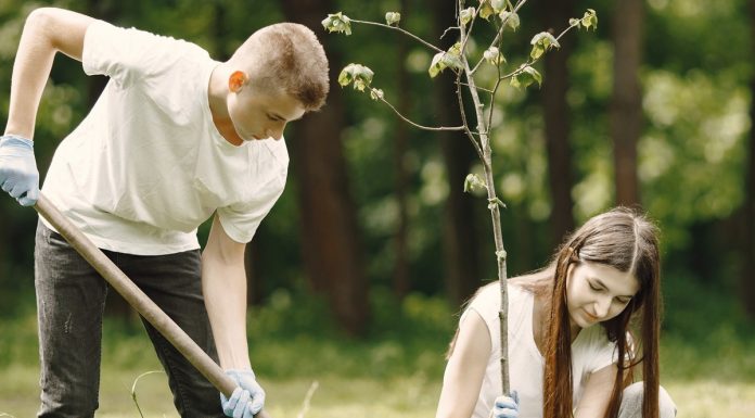 Koristi sajenja dreves