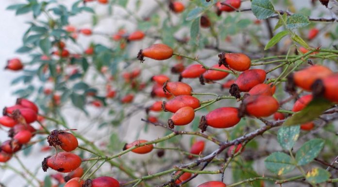 Zdravstvene koristi šipkovega čaja