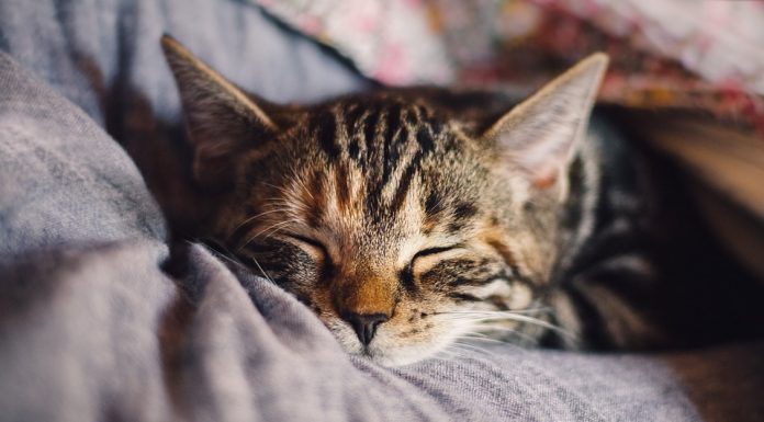 Mačje predenje je zdravilno, je ugotovila znanost