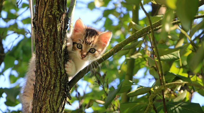 Študija: mačke se navezujejo na svoje lastnike kot se otroci navezujejo na starše