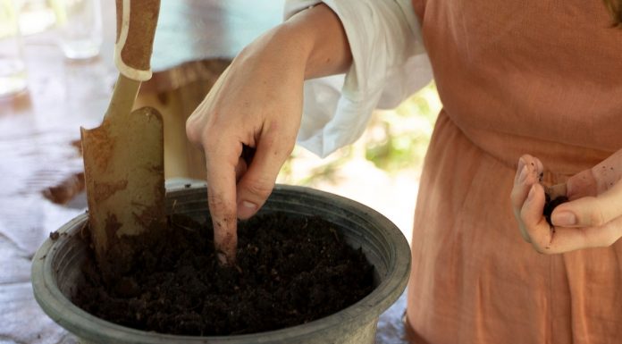 Kako uporabiti kavno usedlino na vrtu?