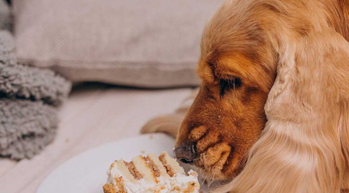 To so živila, ki so nevarna psom