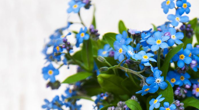 Spominčice in njihov simbolizem