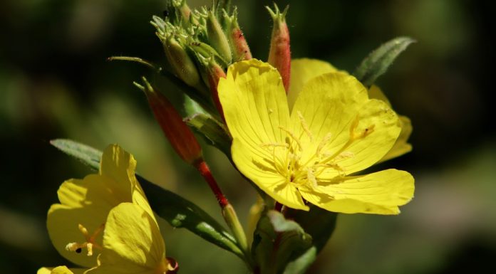 To neverjetno olje vam lahko pomaga pri številnih težavah