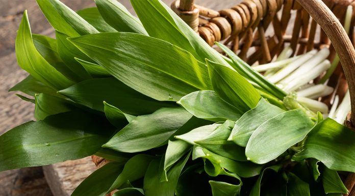 Ste vedeli, da ima uživanje čemaža toliko različnih koristi za zdravje?