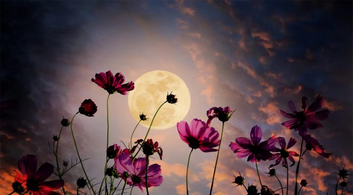 Polna Luna v Škorpijonu (5. maja 2023) je cvetna Luna. Kaj to pomeni?