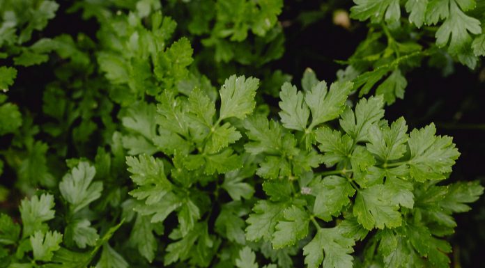 5 zelo dobrih razlogov, da svoji prehrani dodate več peteršilja