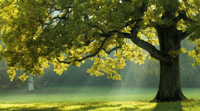 Kaj pomenijo sanje o drevesu: lahko je dober ali slab znak