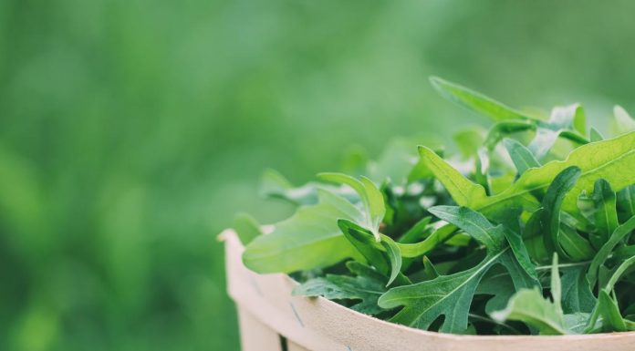 4 koristi rukole: Okusen dodatek k solatam, ki je bogat z vitamini
