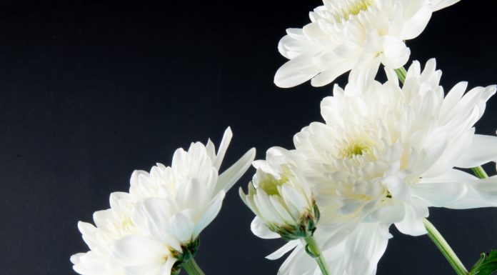 Kaj pomenijo sanje o pogrebu: Težke sanje, ki skrivajo pozitivna sporočila