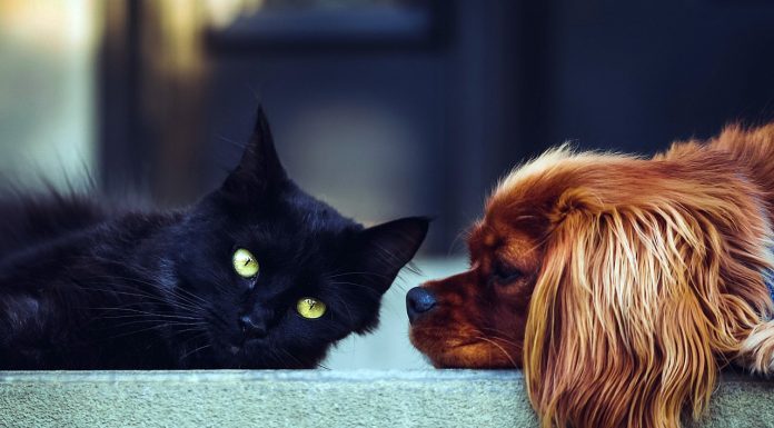 Danes je Svetovni dan živali