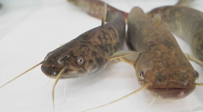 Raziskovalci na Japonskem so s sojo moške some spremenili v samice