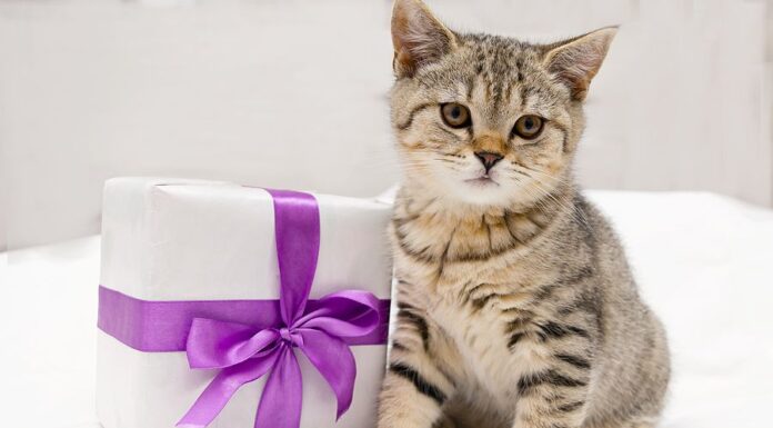 Zakaj žival ni dobra ideja za darilo?