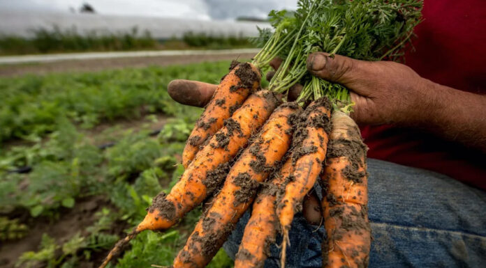 Kaj se dogaja z našo hrano – ali res postaja čedalje manj hranljiva?