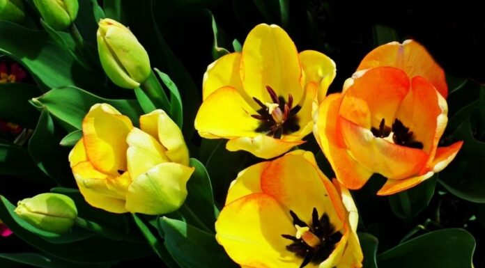 Poznate legendo o rumenem tulipanu?