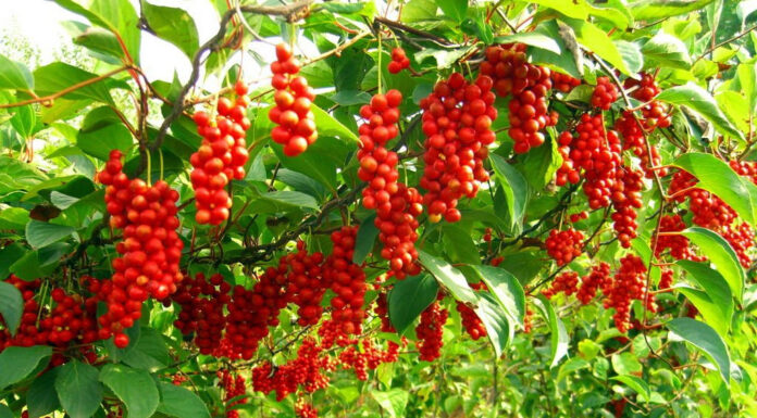 Spoznajte ta naravni adaptogen, ki vam lahko koristi za vse