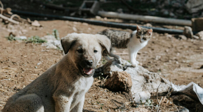 Z zbiranjem starega papirja lahko pomagate živalim