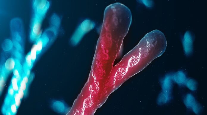 Strokovnjaki pravijo, da kromosom Y izginja, s tem pa tudi moški spol in človeška vrsta