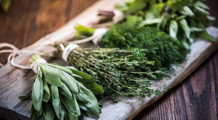 9 najboljših zelišč za odličen spomin in zdravje možganov