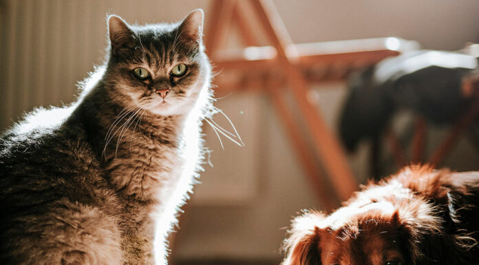 4. oktober, svetovni dan živali