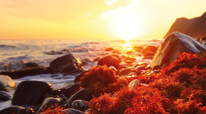 To je eden najmočnejših naravnih antioksidantov