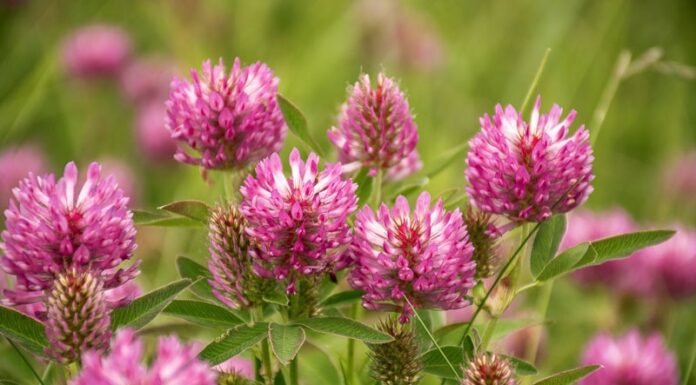 Koristi črne detelje pri perimenopavzi in menopavzi