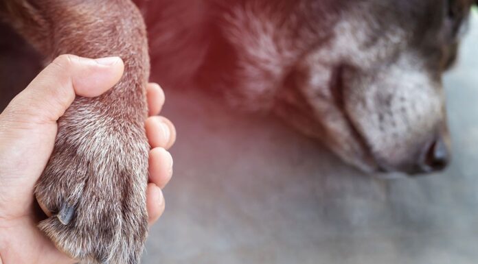 Zakaj bi morali biti s svojimi ljubljenčki, ko se poslavljajo