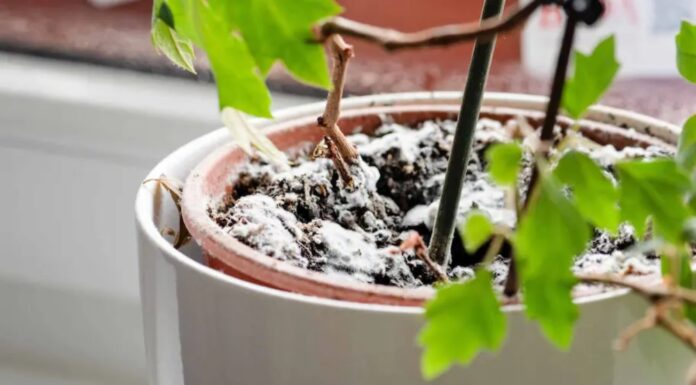 Bela plesen na sobnih rastlinah: zakaj nastane, kako jo preprečiti in odstraniti