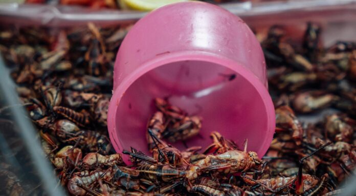 Insekti v prehrani: prihodnost ali zavajanje potrošnikov?