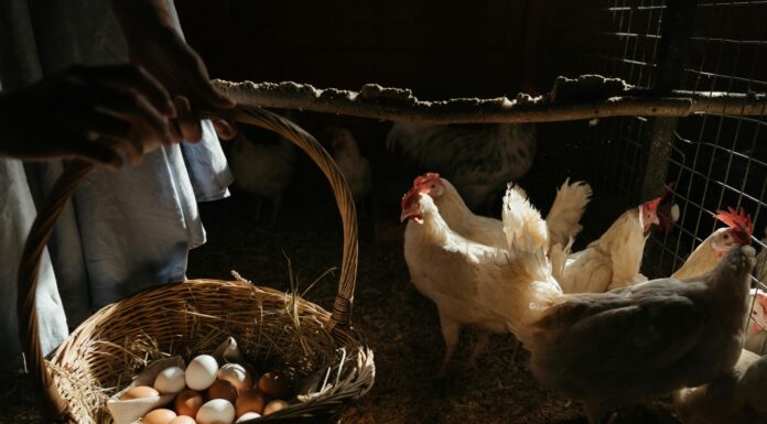 Nevarnost z Nizozemske: strupene kemikalije v domačih jajcih