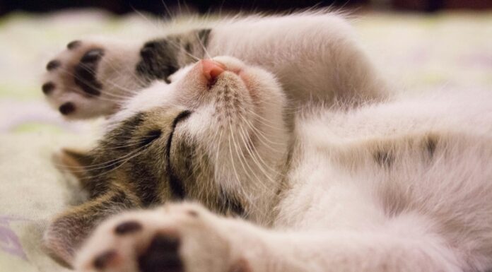 Raziskava: mačje predenje celi in zdravi kosti in druga tkiva