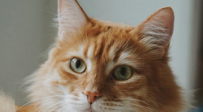 Znanstveniki odkrili mutacijo, ki povzroča oranžno barvo pri mačkah